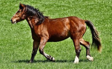 Istoria potcovirii cailor: de la antichitate la era modernă Potcovirea cailor