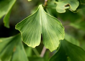 Ginkgo biloba