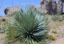Yucca rostrata