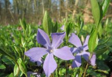 Vinca minor – plantă perenă scundă, iubitoare de umbră, perfectă pentru grădini elegante Vinca minor