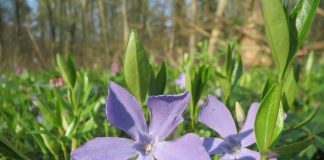 Vinca minor
