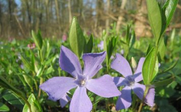 Vinca minor