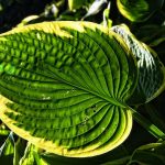 origine Hosta