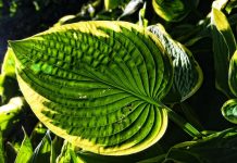 origine Hosta