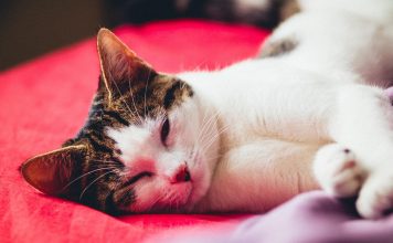 American Wirehair: particularități, temperament și îngrijire American Wirehair