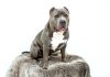 Pitbull