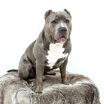 Pitbull: un câine puternic și adesea înțeles greșit Pitbull