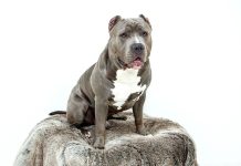 Pitbull: un câine puternic și adesea înțeles greșit Pitbull