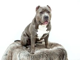 Pitbull: un câine puternic și adesea înțeles greșit Pitbull