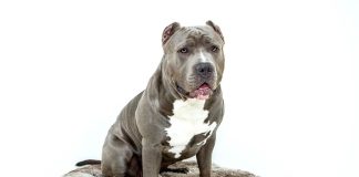 Pitbull