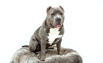 Pitbull