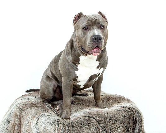 Pitbull