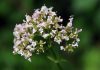 Valeriana officinalis