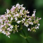 Valeriana officinalis