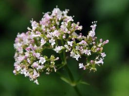 Valeriana officinalis