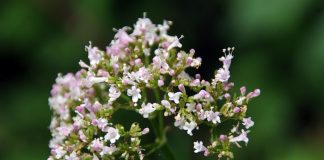 Valeriana officinalis