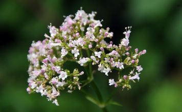 Valeriana officinalis