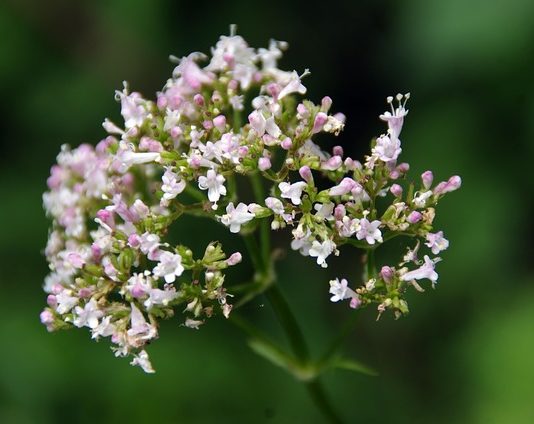 Valeriana officinalis