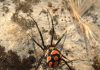 Latrodectus mactans