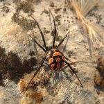 Latrodectus mactans