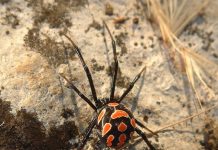 Latrodectus mactans