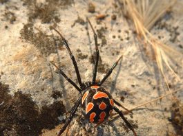 Latrodectus mactans – păianjenul văduva neagră și pericolul veninului său Latrodectus mactans