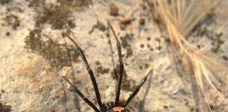 Latrodectus mactans