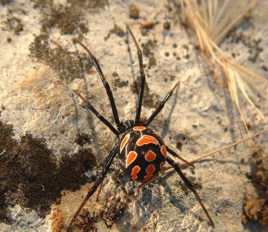 Latrodectus mactans