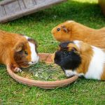 Iepurele, porcușorul de Guineea sau hamsterul? animalele mici de companie