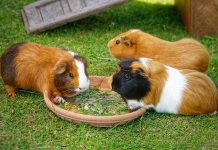 Iepurele, porcușorul de Guineea sau hamsterul? animalele mici de companie