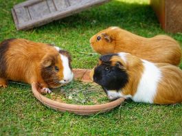 animalele mici de companie