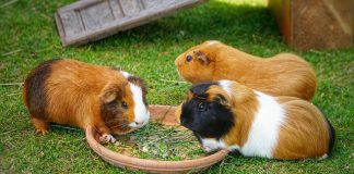 Iepurele, porcușorul de Guineea sau hamsterul? animalele mici de companie